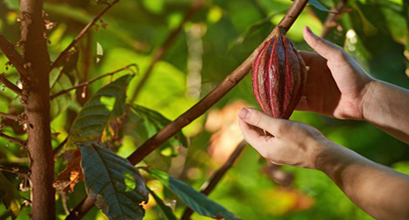 A photo of a hand taking a cacao fruit from a tree.