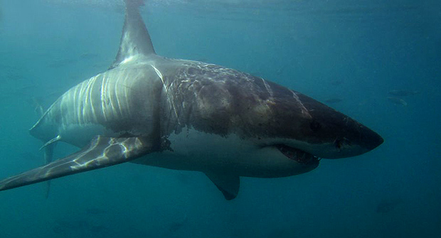 A photo of a shark swimming in the sea. 