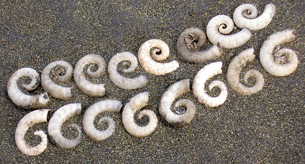 A photo the curled shells of sea creature organised into a pattern to resemble a fern. 