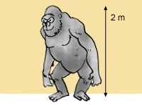 An illustration of a gorilla standing up. 2 metres.