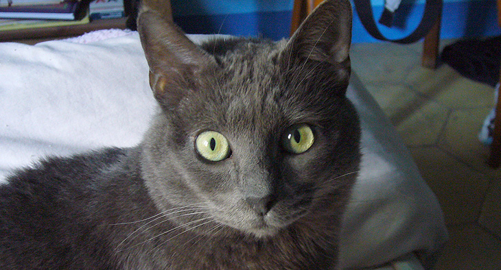 A photo of a cat. 