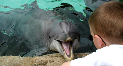 A photo of a dolphin with its head out of the water and its mouth open. A boy is looking at the dolphin.