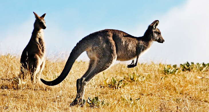 A photo of two kangaroos. One is standing and the other is hopping. 