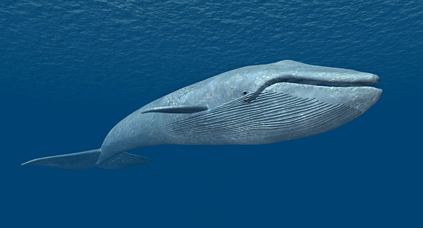 An illustration of a whale swimming near the surface. 