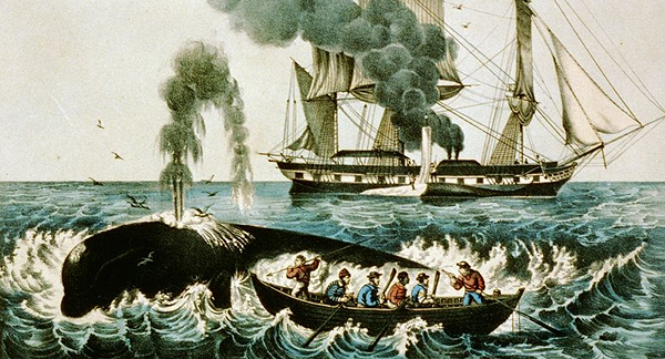 An illustrated scene of whaling from the novel Moby Dick. A sailing ship is in the background with a whale being stripped. In the foreground a whaling boat is alongside a whale that is breaking the surface and spouting. 