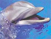 A photo of a dolphin. 