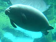 A photo of a dugong. 