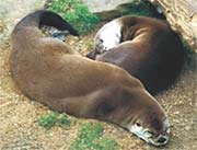 A photo of two otters.