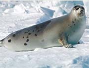 A photo of a seal. 