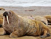 A photo of a walrus.