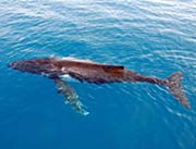 A photo of a whale.