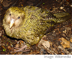 Picture of Kakapo