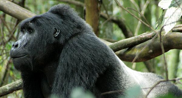 A photo of a gorilla in the jungle. 