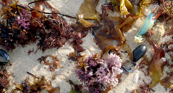 A photo of seaweed, sponges and shells on the white sand of a beach. 