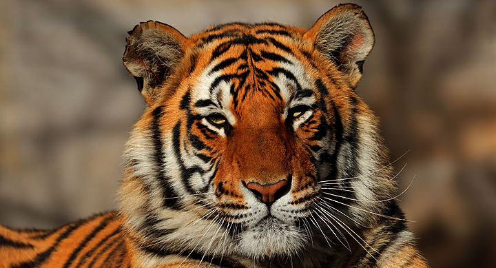 A photo of a tiger. 