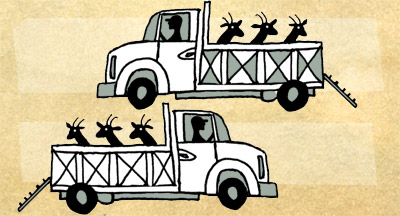 An illustration of two trucks or lorries. There are goats in the trucks. 